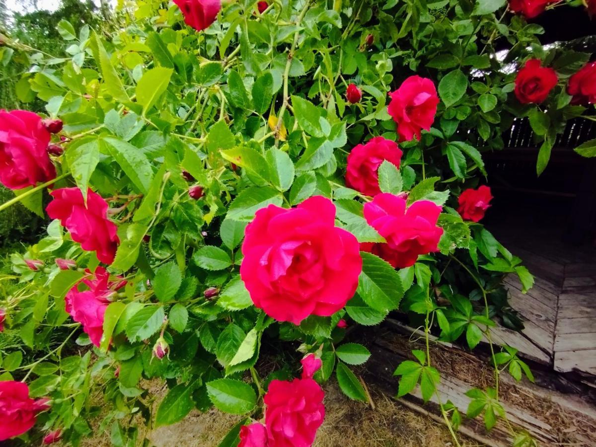 Garden House nad jeziorem Szelment Przejma Wielka Buitenkant foto
