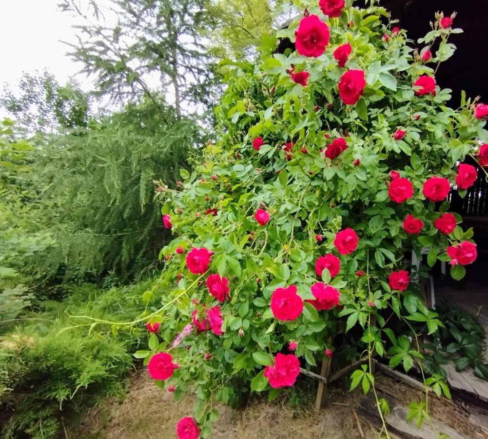 Garden House nad jeziorem Szelment Przejma Wielka Buitenkant foto